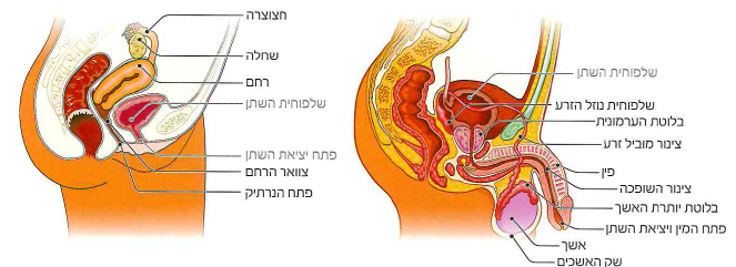 (בספר 2 תמונות)